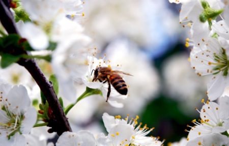 problèmes liés à la culture des cerises