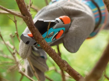 Tipps von erfahrenen Gärtnern zur Pflege von Himbeeren im Frühling