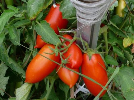 مراجعات صور إنتاج طماطم كونيجسبيرج