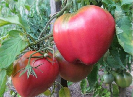 Tomate "Batyanya": descripción y características de la variedad