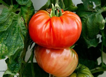 tomate Budenovka