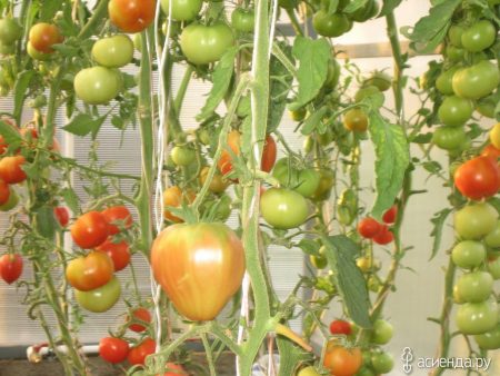 Tomate à ventre rouge