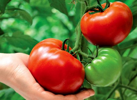 Avis, rendement et photos des tomates de Krasnobay