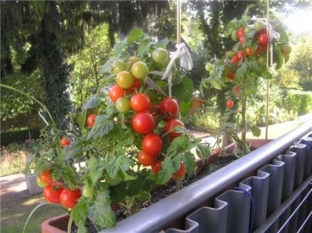 Tomate Sanka sur le rebord de la fenêtre