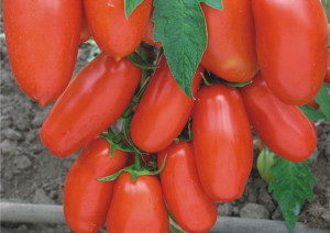 tomate navette