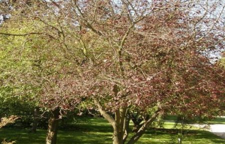 nous nous occupons des cerises au printemps