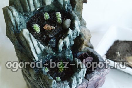 Decorare una composizione succulenta con pietre