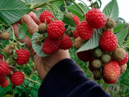 Framboise « Hercules » : description de la variété, photo