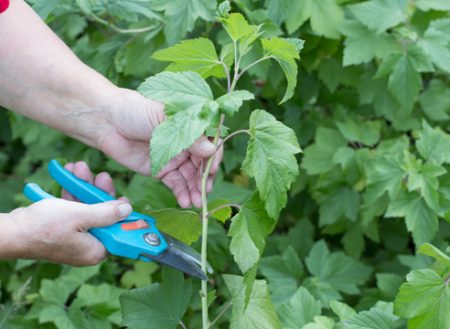 Cassis : multiplication par bouturage en été