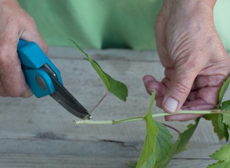 Propagation du cassis par bouturage