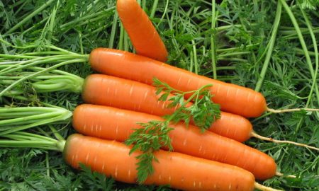 Wann man Karotten aus dem Garten ernten kann