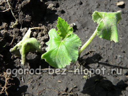 jeunes plants de courge