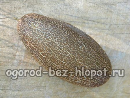 Concombre trop développé pour la récolte des graines