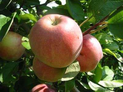 Pommier rayé à la cannelle : description
