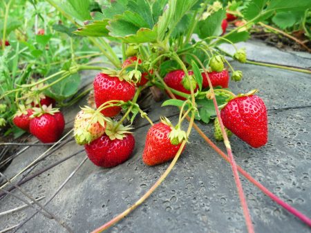Planter des fraisiers en automne : comment bien s’y prendre