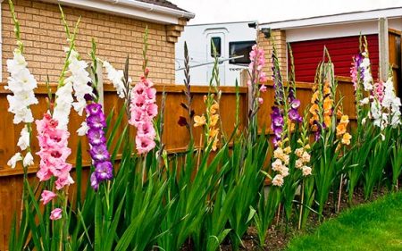 When to dig up gladioli and store them