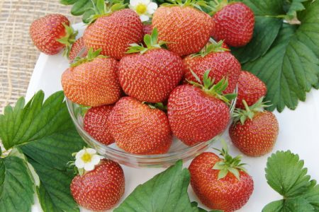 Strawberry Polka: Sortenbeschreibung, Fotos, Bewertungen