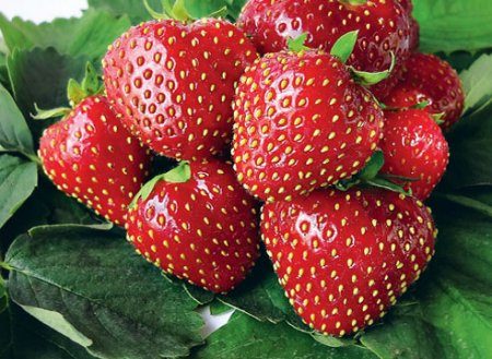 Fraise Zenga Zengana : Description de la variété, photos, avis