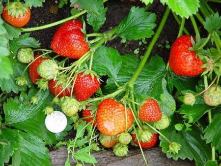 Planter des fraises en automne : comment