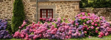 Comment transplanter un hortensia à un nouvel emplacement en automne