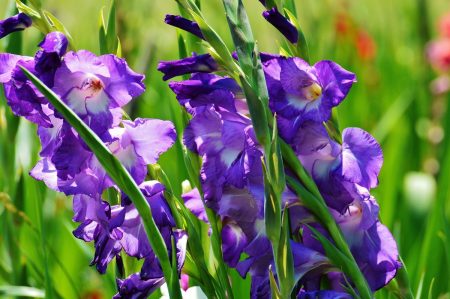 When to dig up gladioli and how to store them