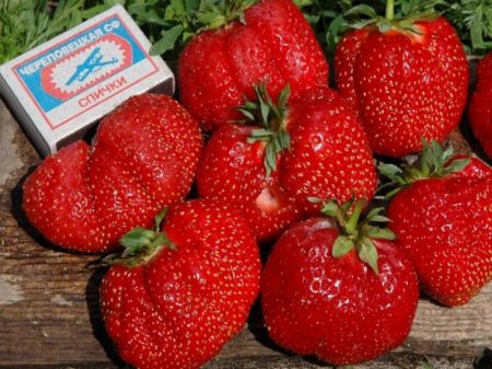Fresa Gigantella: Descripción de la variedad, fotos, reseñas