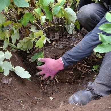 Come trapiantare le peonie in una nuova posizione in autunno