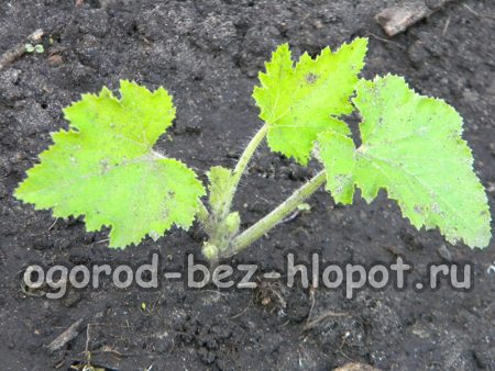 Le premier jour, les jeunes plants de courge prendront racine.