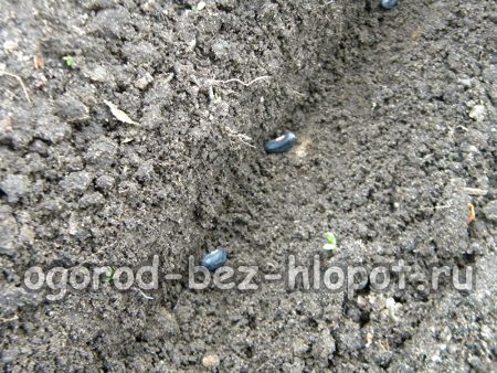 Disporre i fagioli dall'occhio nel solco a una distanza di 7-10 cm l'uno dall'altro