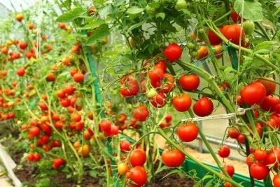 Cuidado de los tomates en invernadero desde la siembra hasta la cosecha