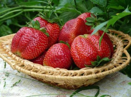 Fresa Gigante: Descripción de la variedad