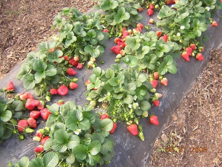 Plantation de fraisiers en automne :