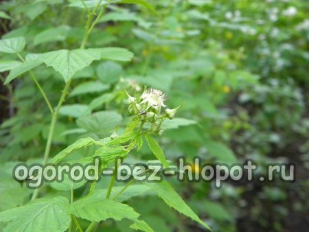 Dans 2 à 3 ans, les premiers bourgeons apparaîtront sur les framboisiers noirs.