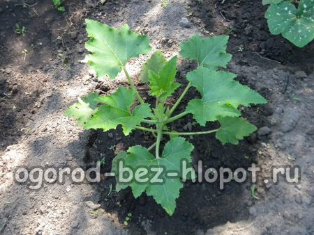 Arrosez régulièrement les trous avec du jus de courge.