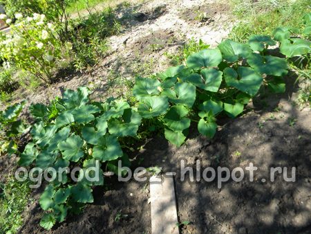 arbustos de calabaza