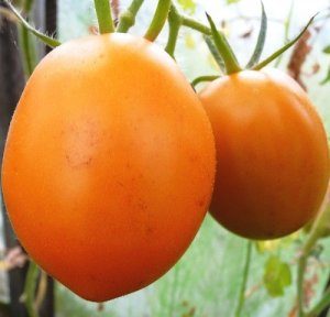 Pomodoro "De Barao": caratteristiche e descrizione della varietà