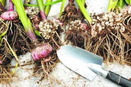 When to dig up gladioli and how to store them