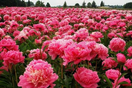 Come trapiantare le peonie in una nuova posizione in autunno