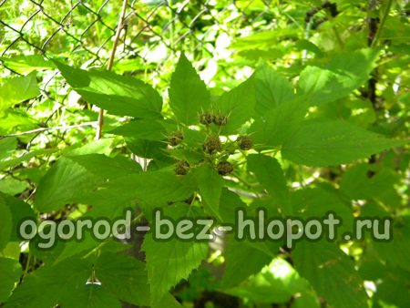 Des framboises noires remplacent les fleurs.