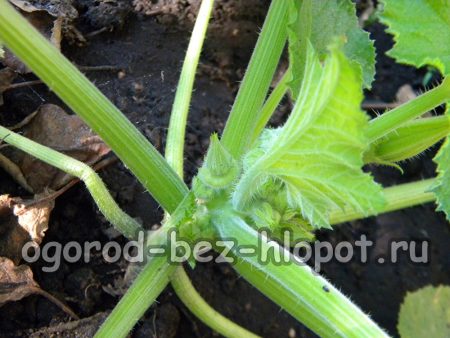 Les premiers ovaires des courges peuvent apparaître avant même la floraison.