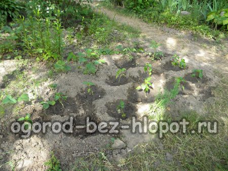 Arbustos de pimienta en tierra negra