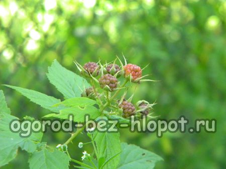Lorsque vous cultivez des framboises noires dans votre jardin, n'oubliez pas d'arroser les arbustes.