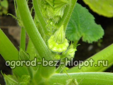 On arrose la courge directement dans le trou afin de ne pas éclabousser les feuilles de liquide.