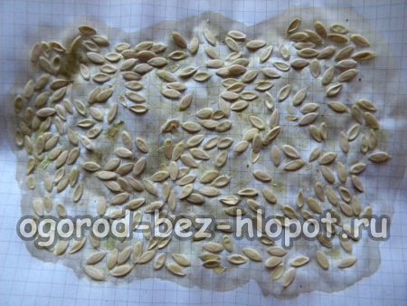 graines de concombre séchées