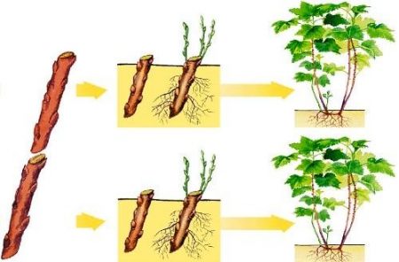 Cassis : multiplication par bouturage