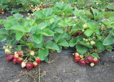 Strawberry Polka: Sortenbeschreibung, Fotos, Bewertungen