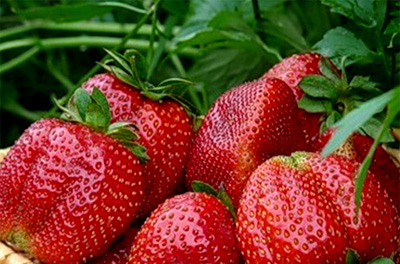 Fragola Queen Elizabeth: descrizione della varietà, recensioni