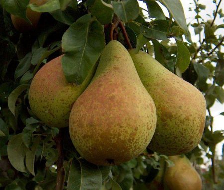 Poire « Simply Maria » : description, photo