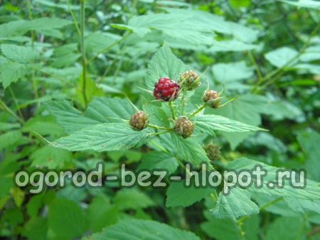 framboises noires vertes