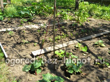 Вертикална опора за краставици в градинското легло